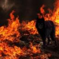 firewolf8385